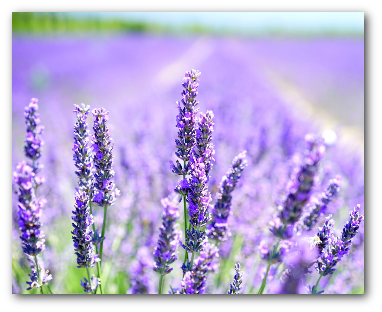 LAVENDER - 200ml Reed Diffuser Refill
