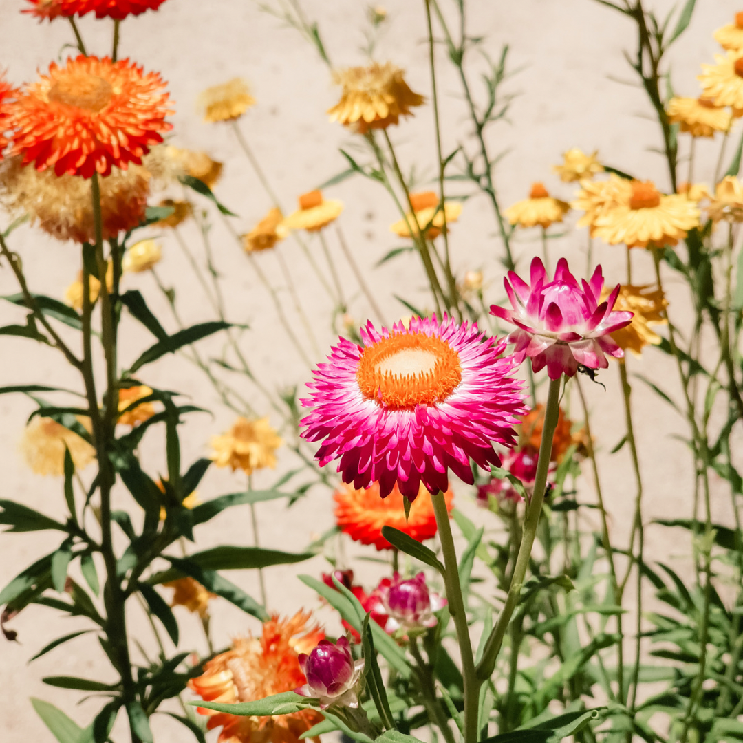 Floral Home Fragrance