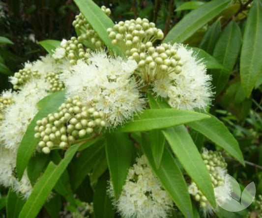 Lemon Scented Myrtle - 100% Fragrance Oil 25ml