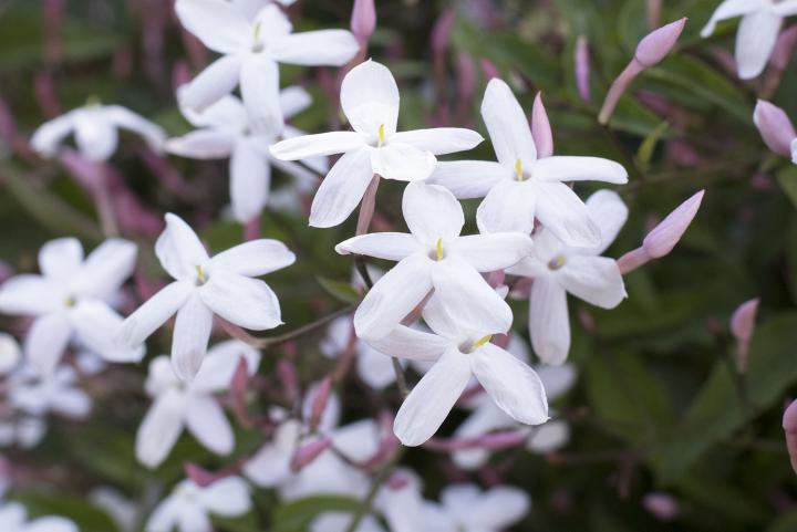 Jasmine - 100% Fragrance Oil 25ml